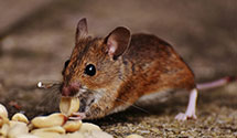 24 Hour & Emergency Exterminators in Boyertown, PA